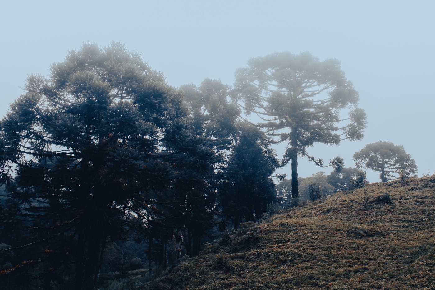 Gramado em Julho: Como é o Auge do Inverno na Serra 2 Araucárias cobertas pela neblina da manhã na Serra Gaúcha, perto de Gramado