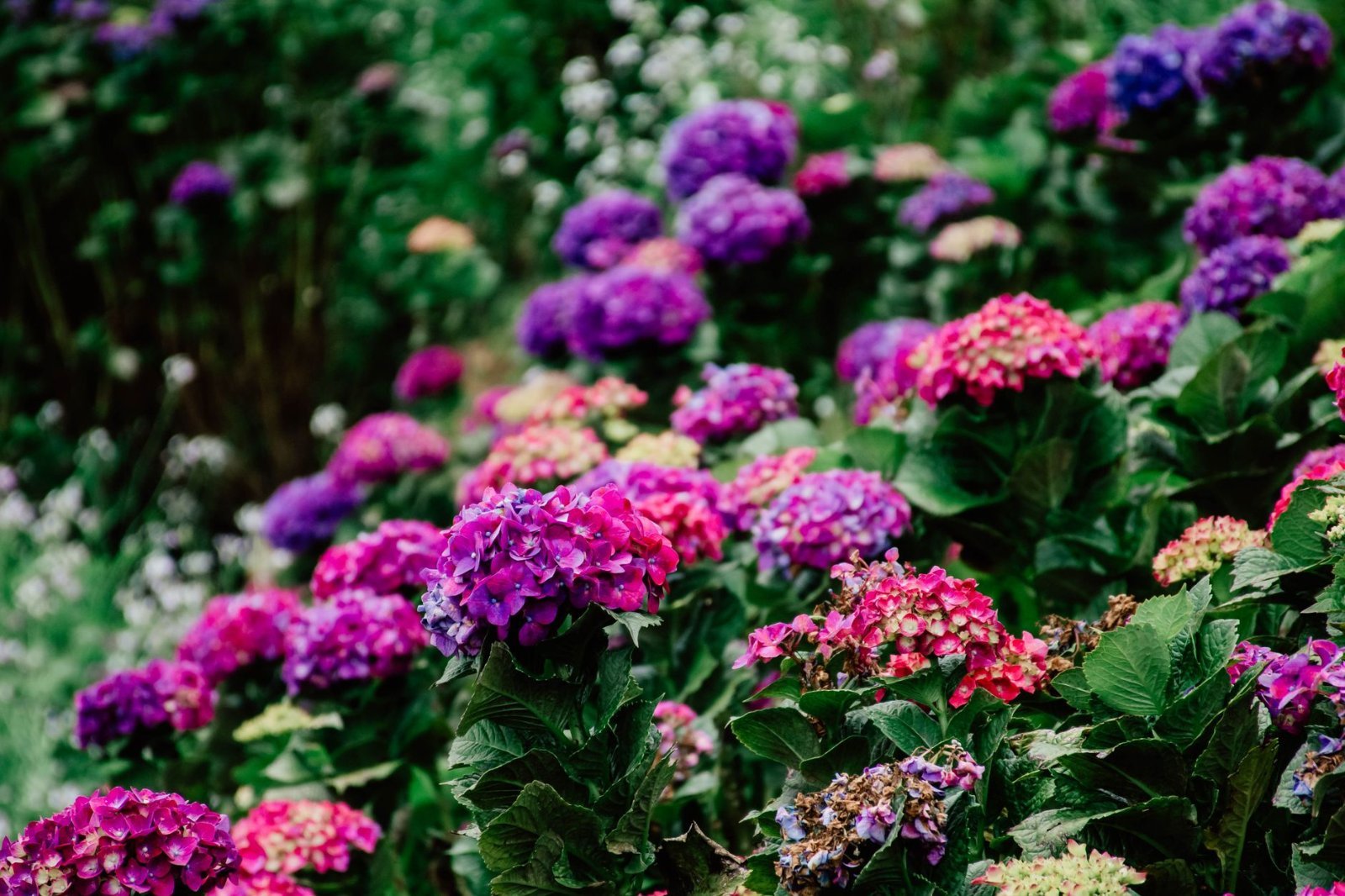 Gramado no Verão: Vale a Pena Visitar fora do Inverno? 2 Hortênsias coloridas florindo em jardim no verão de Gramado