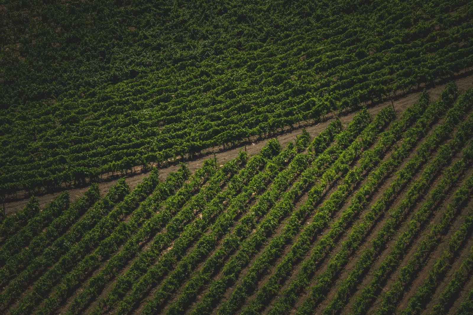 Maria Fumaça na Serra Gaúcha: Como Funciona o Passeio de Trem 2 Vista aérea de vinhedos na Serra Gaúcha com fileiras de parreiras verdes sob céu ensolarado