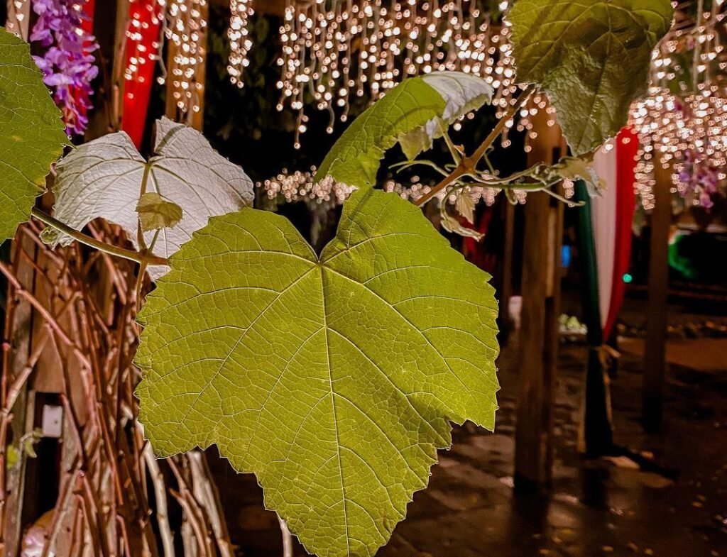 Vindima em Gramado 2024: Celebre a Colheita da Uva 3 Foto de luzes e folhas penduradas na Vindima de Gramado