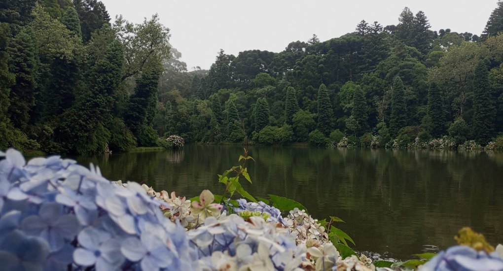 Gramado em Todas as Estações: Guia para Planejar Sua Viagem 1 Foto das flores, hortênsias no lago negro de Gramado.