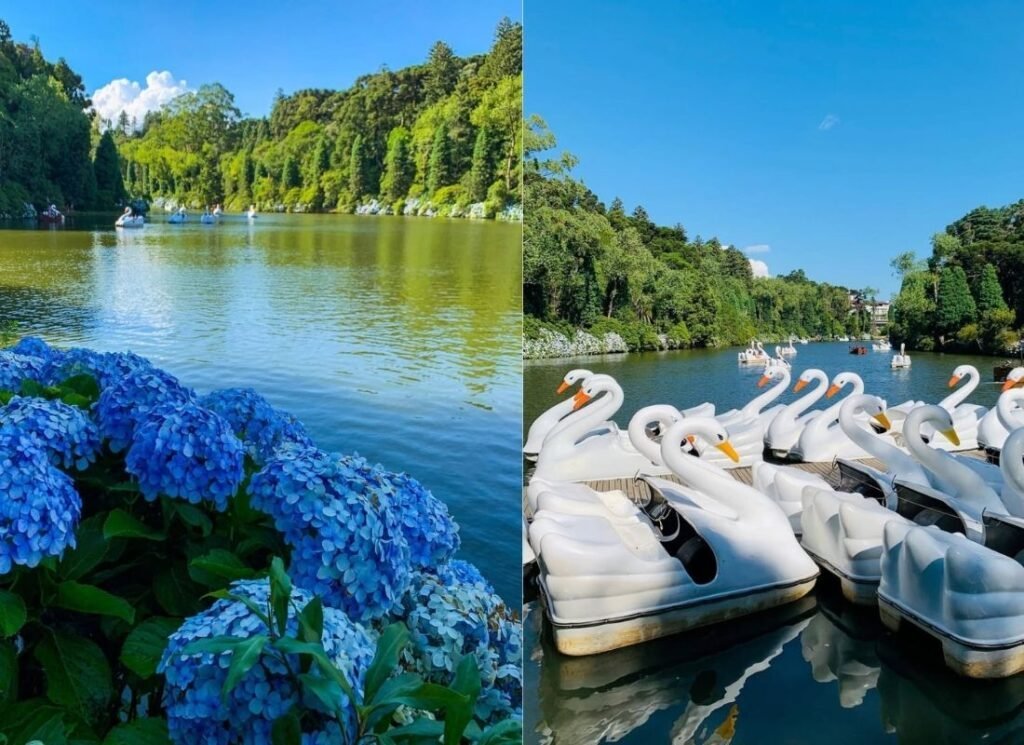 Mejor época para viajar a Gramado 2 Lago Negro de Gramado, cisnes y hortensias.
