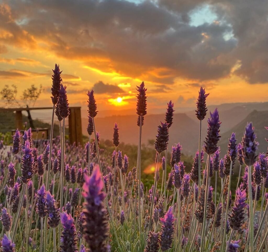 Olivas de Gramado: um lugar encantador na Serra Gaúcha 3 Fim de tarde no Olivas de Gramado