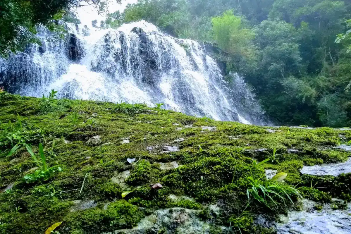 O que fazer em São Francisco de Paula saindo de Gramado 2 Cachoeira entre musgo e mata na Floresta Nacional de São Francisco de Paula