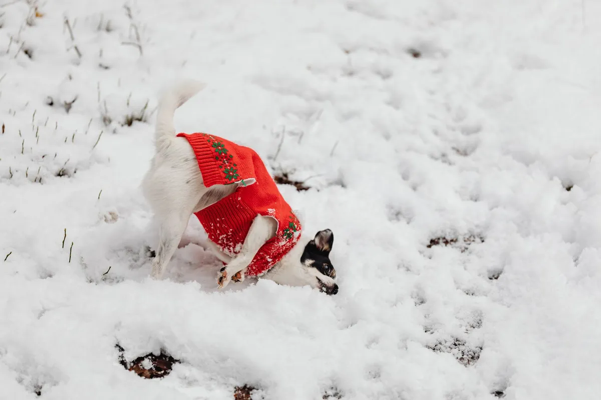 Gramado pet friendly: 6 atrações que aceitam e 2 que barram 3 Cachorro de roupa de frio brincando ao ar livre, imagem ilustrativa de inverno com pet