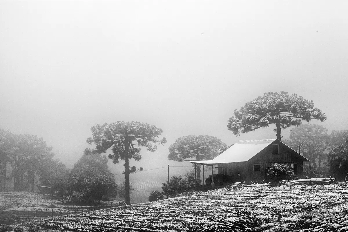 Neva em Gramado? Últimas nevadas, meses e onde ver neve 1 Neve cobrindo o campo, araucárias e uma casa de madeira em Caxias do Sul, na Serra Gaúcha