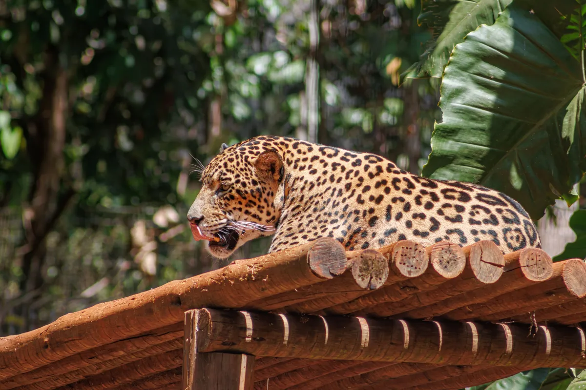 GramadoZoo: ingresso, horário e como ir do Centro (7 km) 1 Onça-pintada deitada em mata, imagem ilustrativa da fauna brasileira