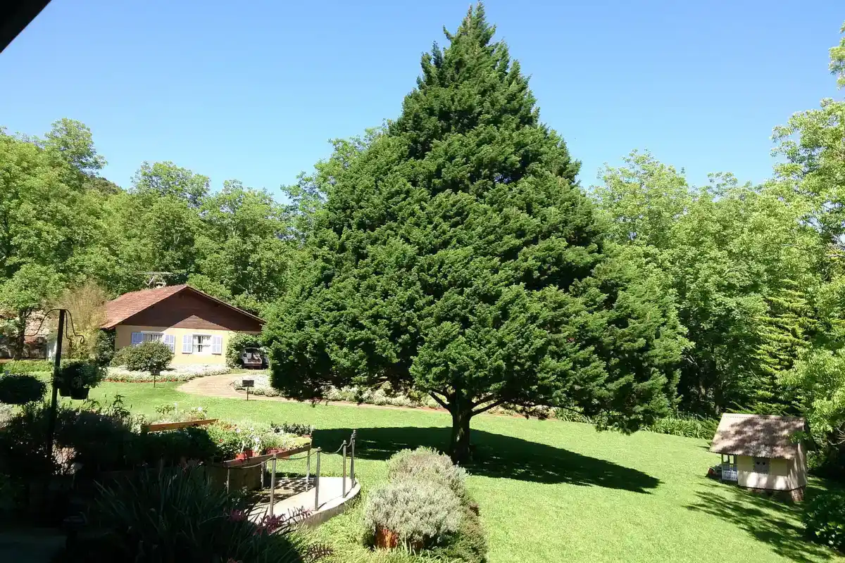 Parque de Lavanda Gramado: ingresso e último acesso 17h 1 Jardim gramado com pinheiro e canteiros no Le Jardin Parque de Lavanda, em Gramado