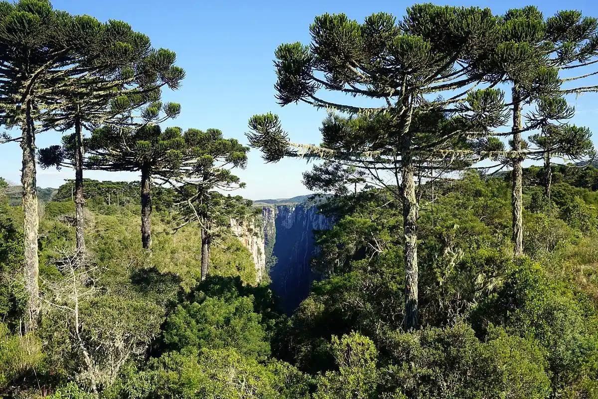 Cambará do Sul saindo de Gramado: bate-volta aos cânions 2 Paredões do cânion Itaimbezinho vistos da borda, no Parque Nacional de Aparados da Serra, em Cambará do Sul