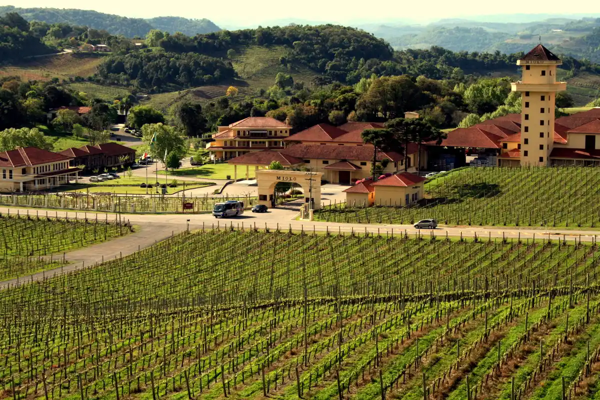 Vale dos Vinhedos saindo de Gramado: tempo e o que agendar 2 Vinhedo da Vinícola Miolo no Vale dos Vinhedos